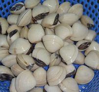 clam up